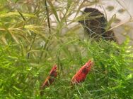 Neocaridina Zwerggarnelen - rot - Ingolstadt