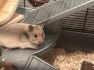 Hamster Bella - Wesseling