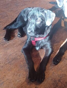 Lucius, a.d.Tierschutz, sucht Happy-Home - Boxberg (Oberlausitz)