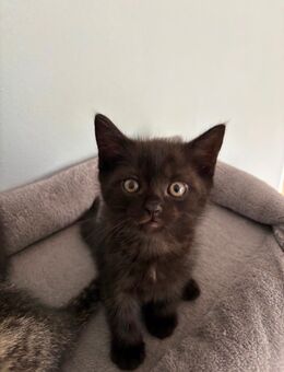 Kitten - Weißenburg (Bayern) Zentrum