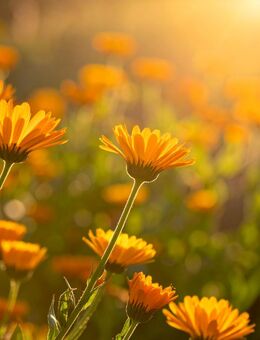 Leuchtend gelbe Ringelblume Samen Calendula Heilpflanze Pflanze - Pfedelbach