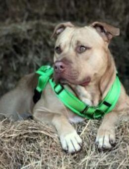 ACE sucht Einzelplatz bei Erfahrenen - Reisbach