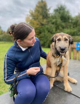 Murphy ist ein junger Rüde... - Dittelbrunn