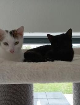 Gustl und Nero suchen Zuhause - Prien (Chiemsee)