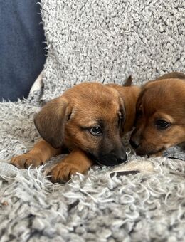 mix welpe - Steinhagen (Nordrhein-Westfalen)