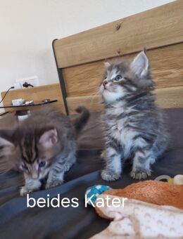 7 gesunde hübsche Reinrassige Maine Coon Kitten suchen ab Mitte November ein liebevolles zuhause ohne Papiere - Nordheim