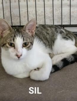 Lieber Sil sucht sein Glück - Aichwald