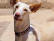 Nala - bezaubernde Podenca-Mix-Hündin - Bad Camberg