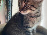 Mischlings Kitten Abzugeben - Koblenz