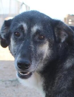 Nancy, geb. ca. 03/2019, Griechenland - Markdorf