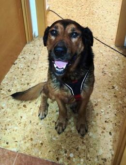 Buddy wer gibt ihm endlich eine Chance? - Laatzen