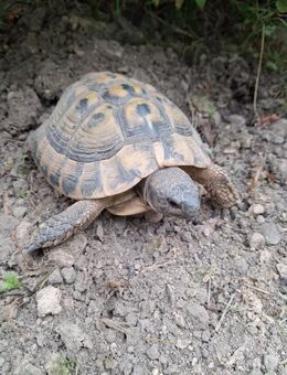 Männliche Griechische Landschildkröte (Testudo Hermanni) - Lindlar