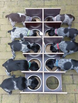 Futterbar, Futterstadtion, Welpenbar mit Näpfen zu je 700 ml. - Espelkamp