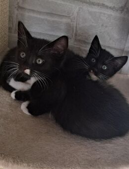 Siam Mix Kitten Katze - Kloster Lehnin