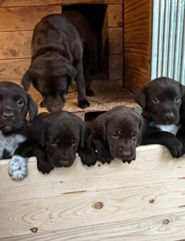 Wundervolle Labrador - Mix - Welpen suchen ein liebevolles Zuhause - Badbergen