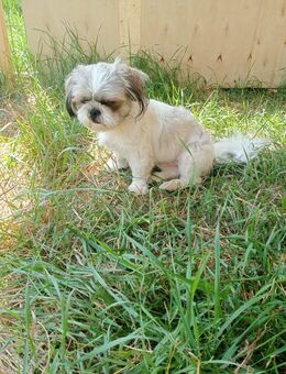 Yuki kleines Shih Tzu Mädchen - Tholey