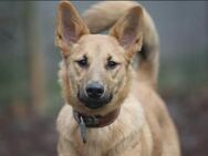 Bella sucht ein Zuhause - Pirmasens