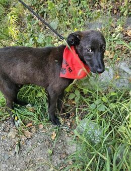 Schüchterner Rüde Happy - Eichenzell