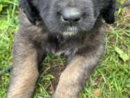 Welpen, Hund, Hündin, Rüden, germanischer Bärenhund - Peenehagen