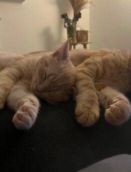 Zwei liebevolle BKH-Mix-Kater suchen ihr Für-Immer-Zuhause 🐾 - Recklinghausen