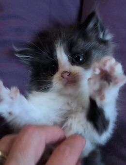 Maine Coon Perser Mix - Weißenborn (Hessen)