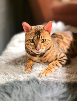 Bengal Kater - Singen (Hohentwiel)