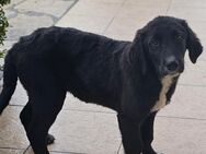 Hund NEIRO sucht nach einem liebevollen Zuhause - Landshut