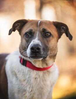 Freundlicher Terri sucht sein Zuhause - Ottweiler