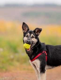 Clevere und wunderschöne Mira - Süderholz