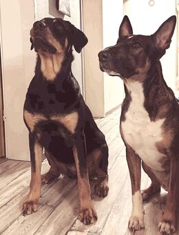 Miniatir Bulli /Schäferhund mix zusuch ein neues Zuhause - Rheine Zentrum