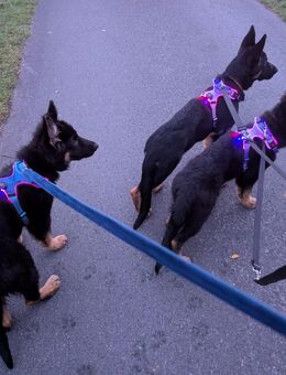 Schäferhund Welpen aus der DDR-LINIE/ Ostblut-Linie gezogen - Olfen