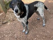 Seelenhund Boomer sucht ein Zuhause - Lübeck