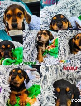 Welpe MRGA sucht perfect match ❤️ - Saarbrücken