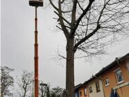 Baumfaellungen-Baumspflege-Obstbaumschnitt - Karlsruhe