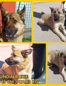 Liebe Roxie sucht ihre Familie - Margetshöchheim