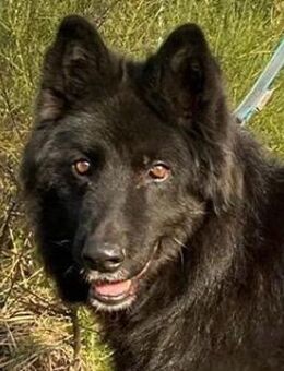 Aurela, geb. ca. 09/2018, 31547 Rehburg - Euskirchen