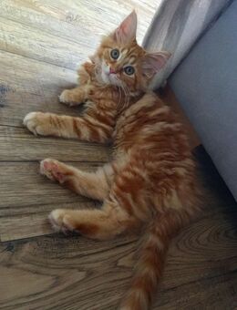 Weibliches Maine Coon Kätzchen - Düren