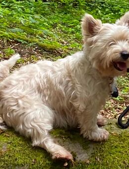 West Highland White Terrier Mischling - Martinshöhe