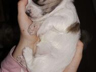 Bolonka/Maltipoo Welpen - Remscheid