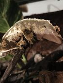 Kronengecko (0.1) – Correlophus ciliatus Weibchen abzugeben in 49406