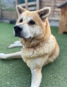 MAIA - wunderbare & besondere Hündin 💝 - Neudenau