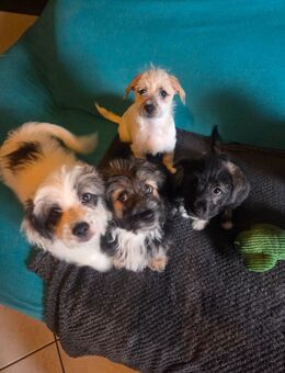 Malteser Mix Welpen - Recklinghausen