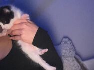 Katzen Baby - Klettgau