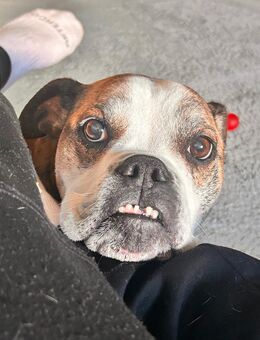 Hunde sucht neue Haus - Leipzig Südwest