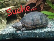 Suche Moschusschildkröte oder kleine Wasserschildkröte - Kirchroth