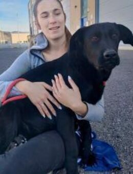 Alfalta - junge Hündin sucht das Glück - Lenningen