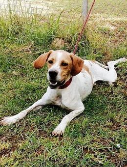 Dino sucht Liebe und Geborgenheit - Laatzen