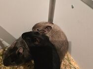 3 liebe Degu Jungs zum abgeben - Erbach (Baden-Württemberg)