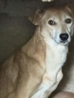 Luma - Ist eine zarte Maus - Elsdorf (Nordrhein-Westfalen)