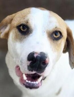 MARIAN-hübscher Jung-Rüde,55 cm - Rösrath